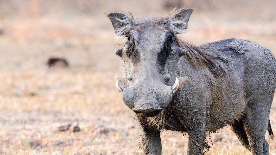 Wildschwein verursacht Unfall auf B156