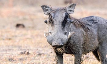 Wildschwein verursacht Unfall auf B156
