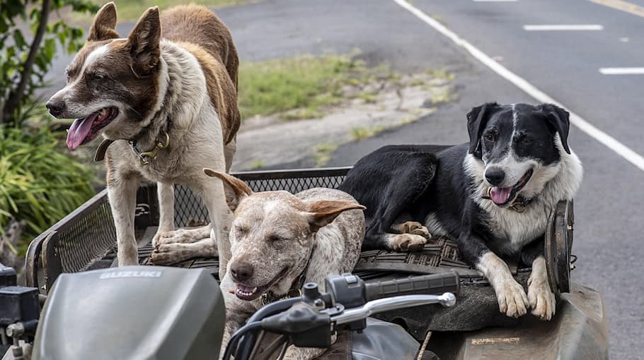 Tatverdächtige nach Fahrzeugdiebstahl in Bad Lausick gestellt