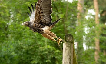 Bussard kollidiert mit Peugeot auf der A4 bei Striegistal