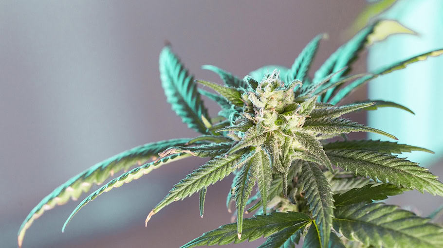 2,5 Kilogramm Cannabis in Kamenz sichergestellt