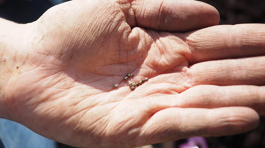 Einbruch in Gärtnerei in Limbach-Oberfrohna