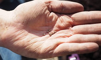 Einbruch in Gärtnerei in Limbach-Oberfrohna