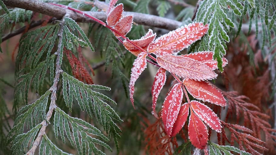 Brände in Restmülltonnen durch Asche verhindern