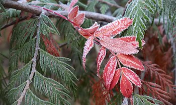 Brände in Restmülltonnen durch Asche verhindern
