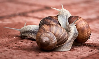 Zwei Auffahrunfälle in Riesa am Mittwochnachmittag