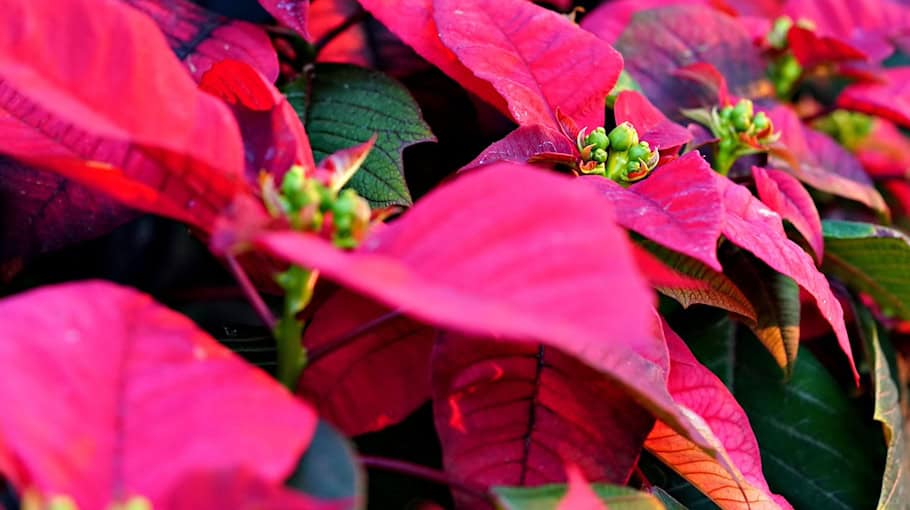 Herrnhuter Weihnachtsstern in Maltitz gestohlen