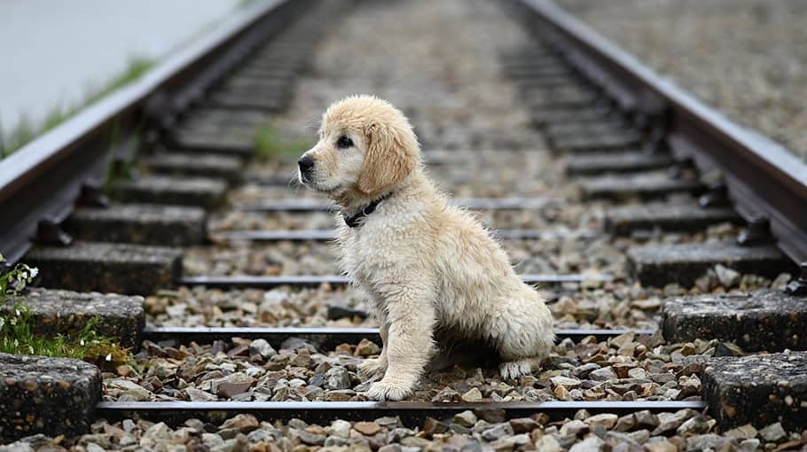 Zwei Hunde nach Unfall verendet in Oberottendorf