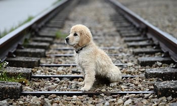 Zwei Hunde nach Unfall verendet in Oberottendorf