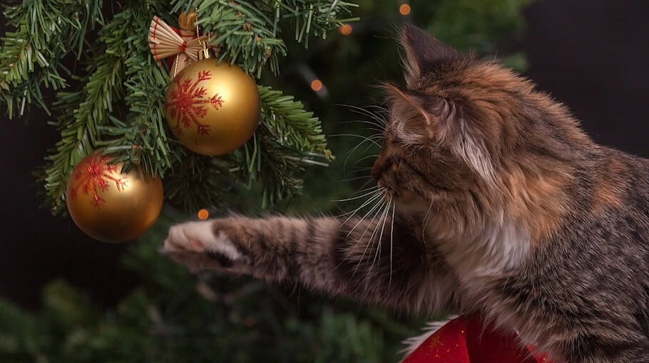 Weihnachtsbaum von Verkaufsstand in Coswig gestohlen
