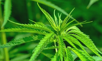 Cannabisfahrt in Strehla gestoppt