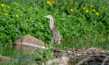 Einbruch in Döbeln: Mercedes Vito gestohlen