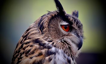 Unfälle mit Greifvögeln auf der A4