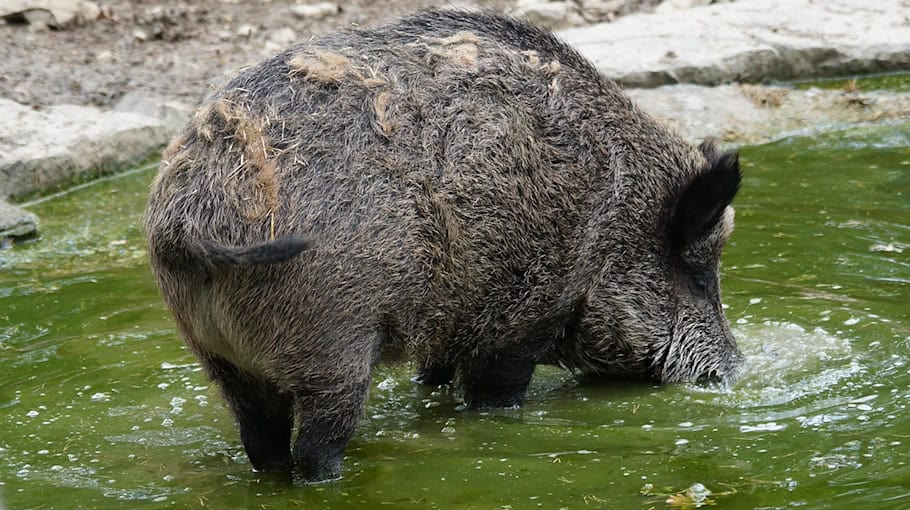 Wildschwein verursacht Lkw-Unfall auf A4 bei Weißenberg