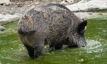 Wildschwein verursacht Lkw-Unfall auf A4 bei Weißenberg