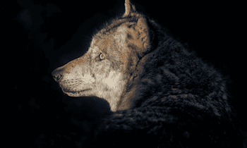 Toter Wolf auf S 234 bei Elsterheide gemeldet