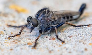 Raubüberfall auf Jugendliche im Park