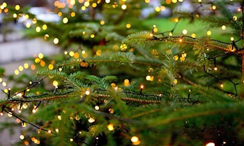 Vier Weihnachtsbäume in Weinböhla gestohlen