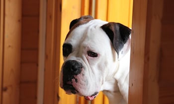 Gescheiterter Einbruch in Obergurig