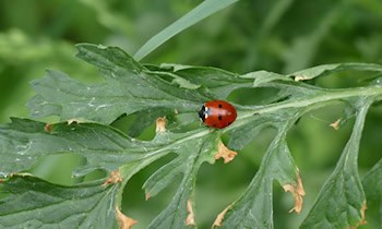 Unversichertes Auto am Grenzübergang Bad Muskau gestoppt