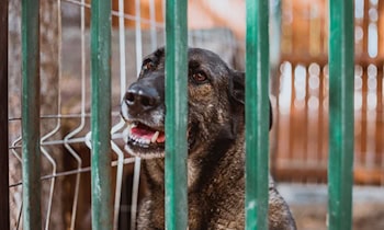Vermisster aus Dresden-Strehlen wieder aufgefunden