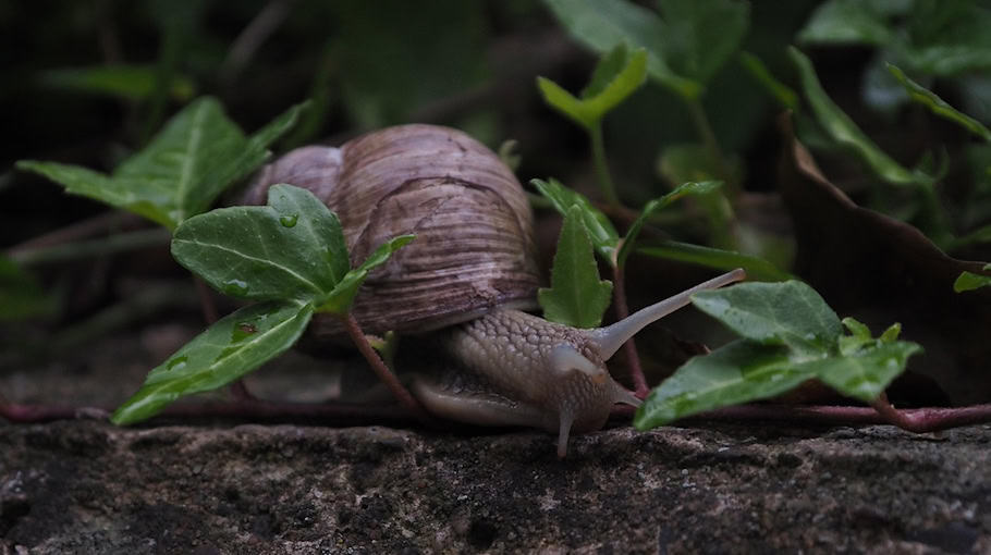 Brand einer Gartenlaube in Augustusburg-Kunnersdorf