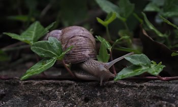Brand einer Gartenlaube in Augustusburg-Kunnersdorf