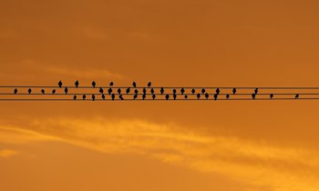 Kabeldiebstahl an Baustelle am Neustädter Markt