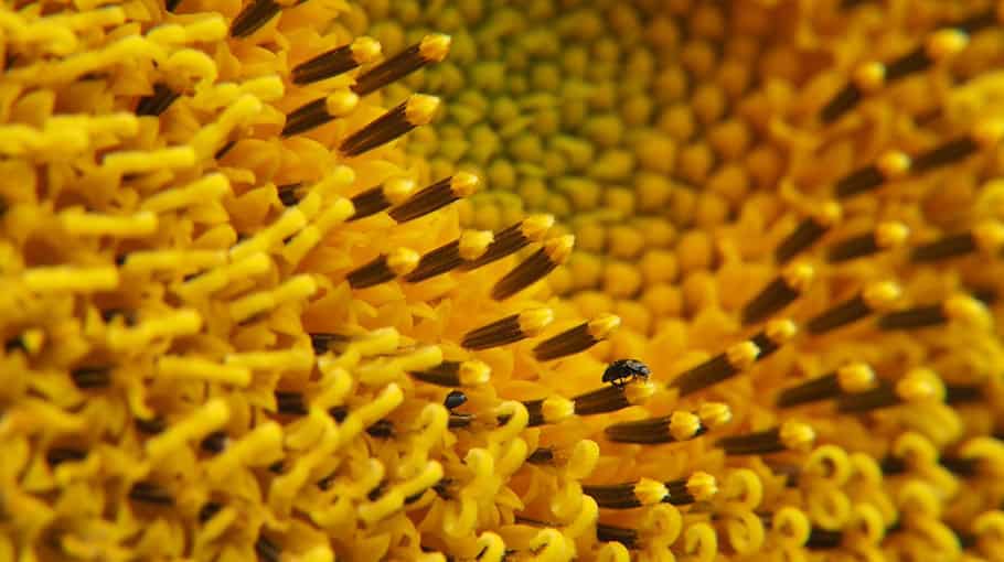 Einbruch in Gartenlaube und Schuppen in Nossen