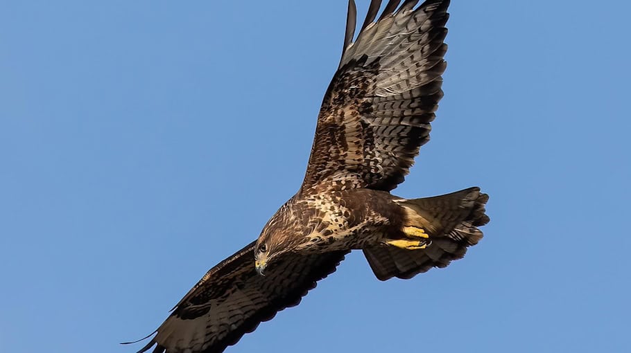 Mäusebussard fliegt gegen Windschutzscheibe