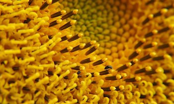 Brand einer Gartenlaube in Regis-Breitingen