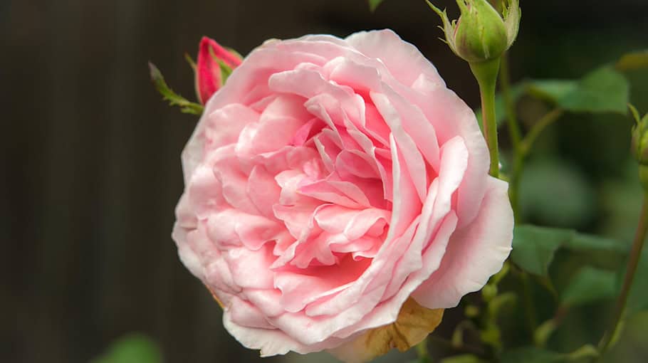 Tatverdächtiger nach Garteneinbrüchen in Freiberg ermittelt