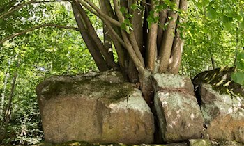 Zigarettenautomat in Roßwein gesprengt
