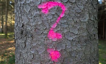 Graffitisprüher in Leipziger Vorstadt gestellt