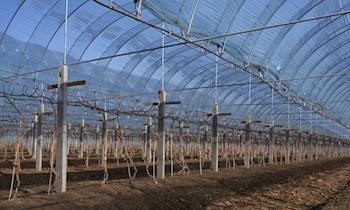 Brand im Gewächshaus in Riesa