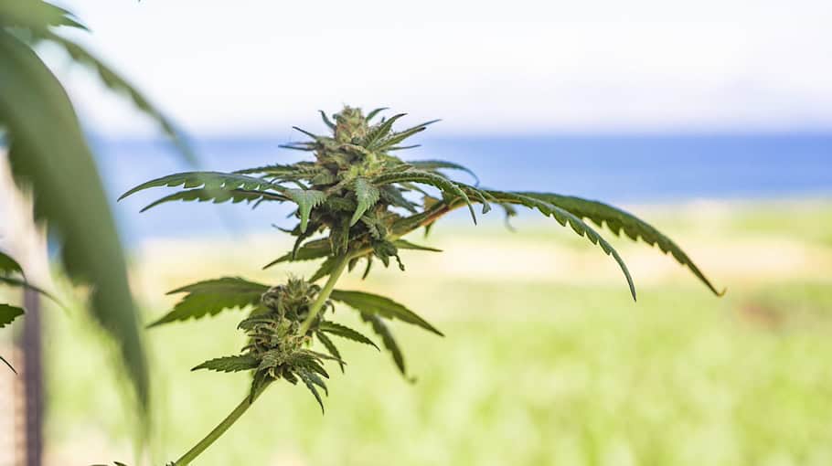 Autofahrer unter Cannabiseinfluss in Pirna-Graupa