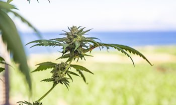 Autofahrer unter Cannabiseinfluss in Pirna-Graupa