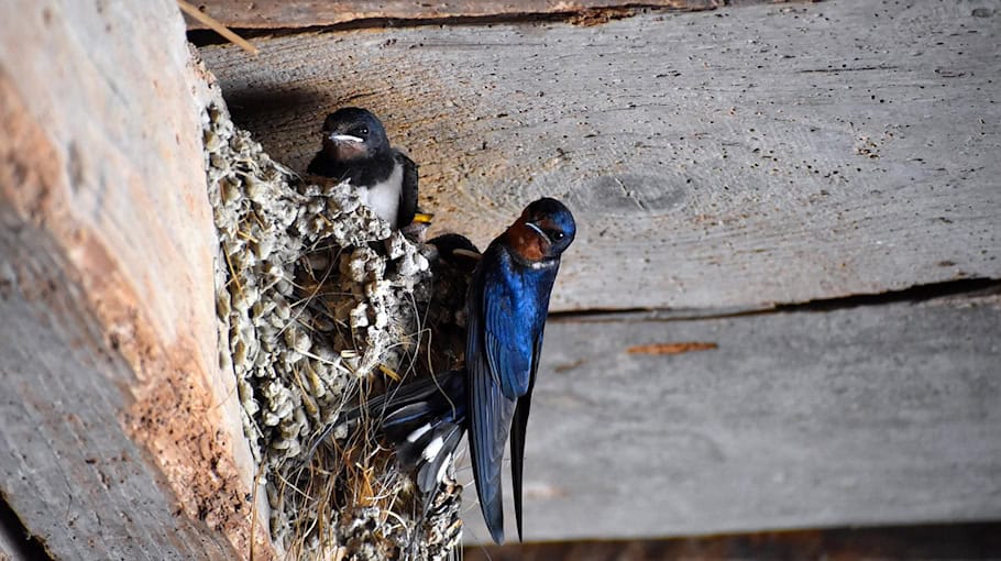 Diebstahl von zwei Simson Schwalben in Glaubitz