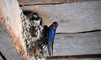 Diebstahl von zwei Simson Schwalben in Glaubitz