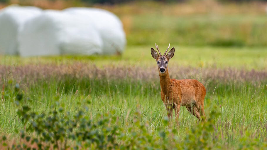 Zwei Wildunfälle bei Stolpen-Helmsdorf