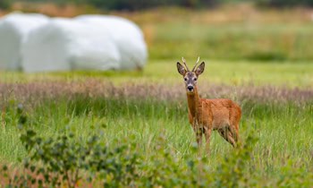 Zwei Wildunfälle bei Stolpen-Helmsdorf