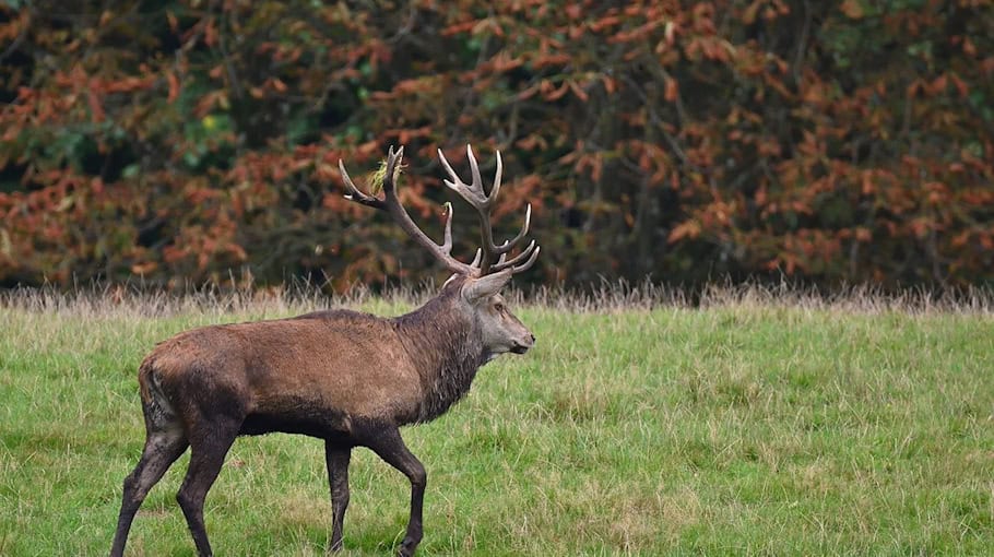Wildunfall bei Hohnstein: Reh stirbt nach Kollision