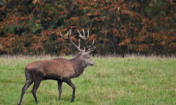 Wildunfall bei Hohnstein: Reh stirbt nach Kollision