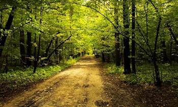 Sexualdelikt im Stadtpark: Zeugen gesucht