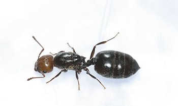 Mutmaßliche Diebe in Werdau gestellt