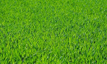 Raser mit 150 km/h über rote Ampel auf B184