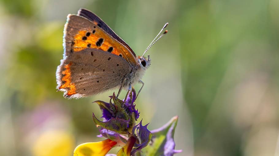 Mutmaßliche Diebe mit Kupferrinnen gestellt