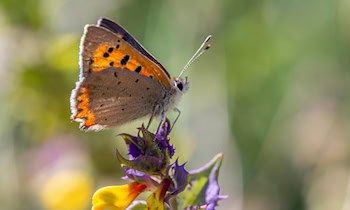 Mutmaßliche Diebe mit Kupferrinnen gestellt