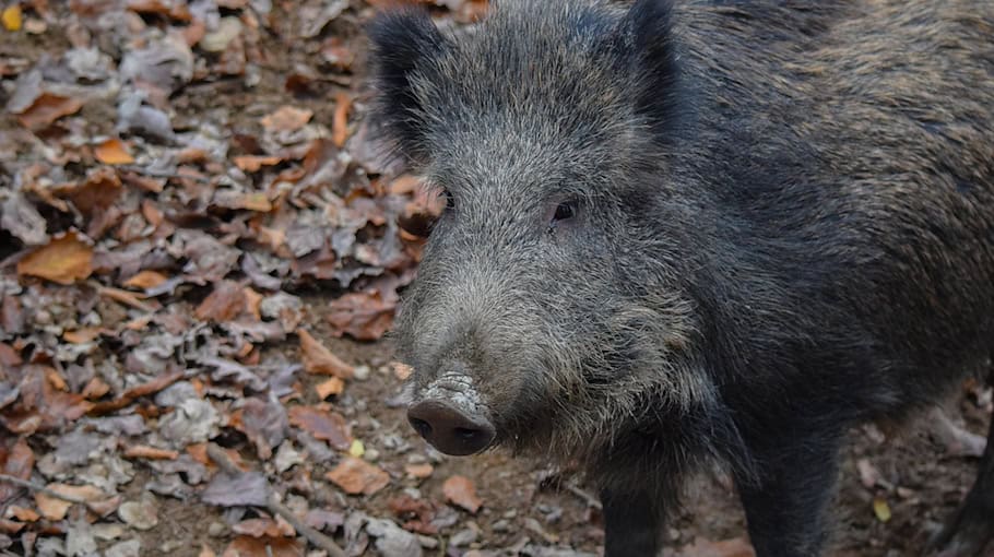 Wildunfall auf der B156 bei Weißwasser