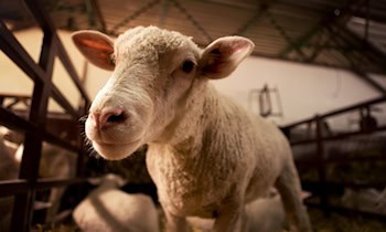 Scheunenbrand in Hirschstein breitet sich auf Wohnhaus aus